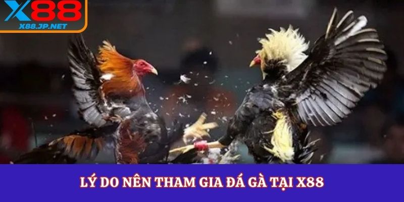 Lý do nên tham gia đá gà tại X88