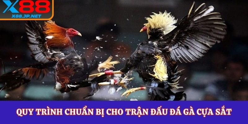 Quy trình chuẩn bị cho trận đấu đá gà cựa sắt